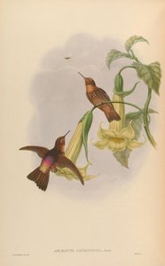 Aglaeactis caumatonota = Aglaeactis cupripennis caumatonotus 作： John Gould